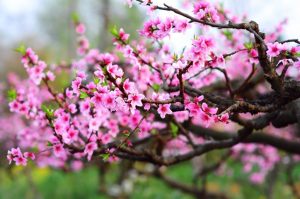 How to transport peach branches from Hanoi to Da Lat