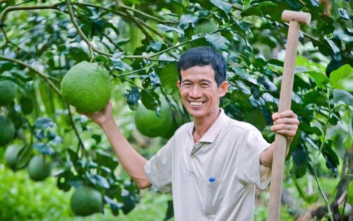 Green-skinned grapefruit in Ben Tre