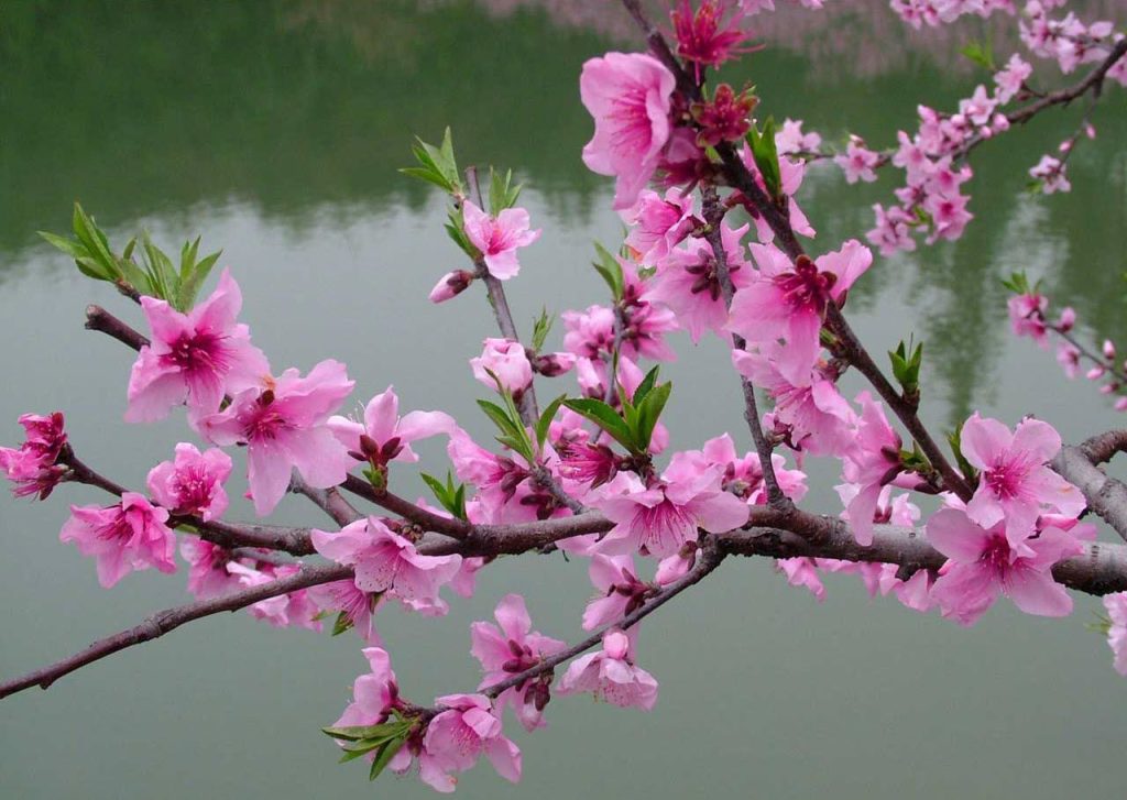 Transporting Peach Branches from Hanoi to Vung Tau