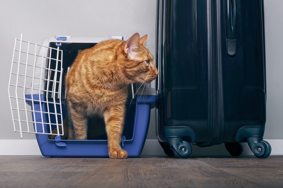 Bringing pets to the UK