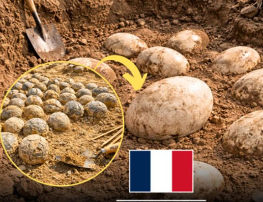 La France découvre plus de 100 œufs de dinosaures fossilisés vieux de 72 millions d’années