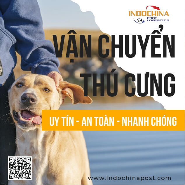 Vận chuyển chó