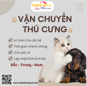 TÌM HIỂU QUY TRÌNH VẬN CHUYỂN THÚ CƯNG ĐI NƯỚC NGOÀI