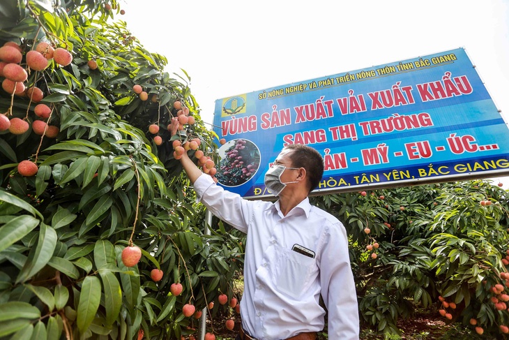 Xuất khẩu vải thiều từ Bắc Giang đi Mỹ