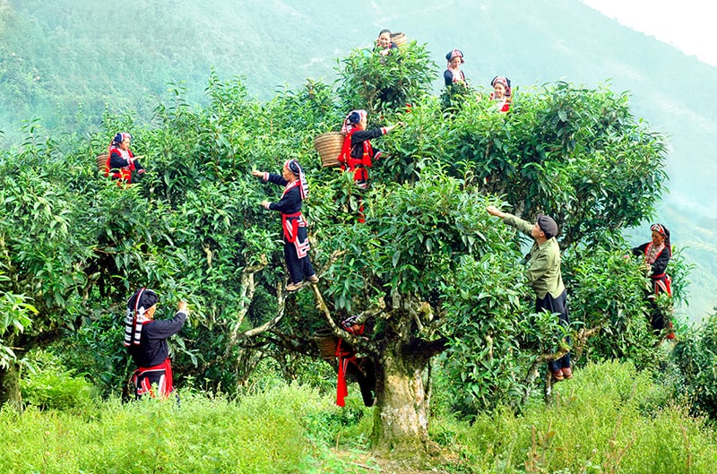 Chè shan tuyết cổ thụ Hà Giang