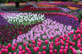 Khám phá Lễ hội Tulip Skagit Valley 2025 – Washington