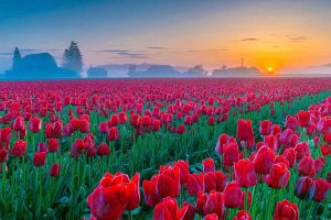 Khám phá Lễ hội Tulip Skagit Valley 2025 – Washington