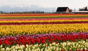 Khám Phá Lễ Hội Hoa Tulip - Tulip Time Festival tại Pella, Iowa