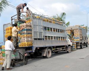 Vận chuyển gia súc gia cầm toàn quốc