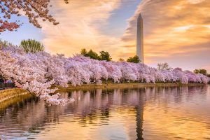 Vẻ Đẹp Của Washington, D.C trong Mùa Lễ Hội Hoa Anh Đào