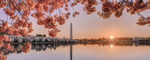 Vẻ Đẹp Của Washington, D.C trong Mùa Lễ Hội Hoa Anh Đào