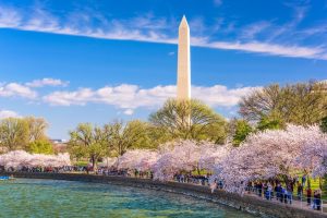 Vẻ Đẹp Của Washington, D.C trong Mùa Lễ Hội Hoa Anh Đào