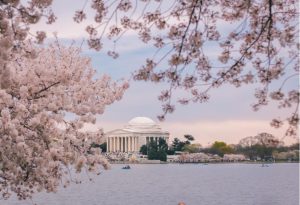 Vẻ Đẹp Của Washington, D.C trong Mùa Lễ Hội Hoa Anh Đào